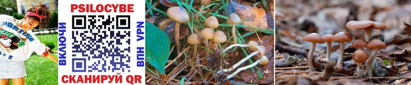 цена наркотик  mega   Галлюциногенные грибы GOLDEN TEACHER  Новопавловск 